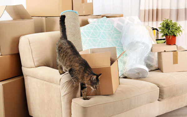 Umzug mit Haustieren stressfrei und sicher gestalten
